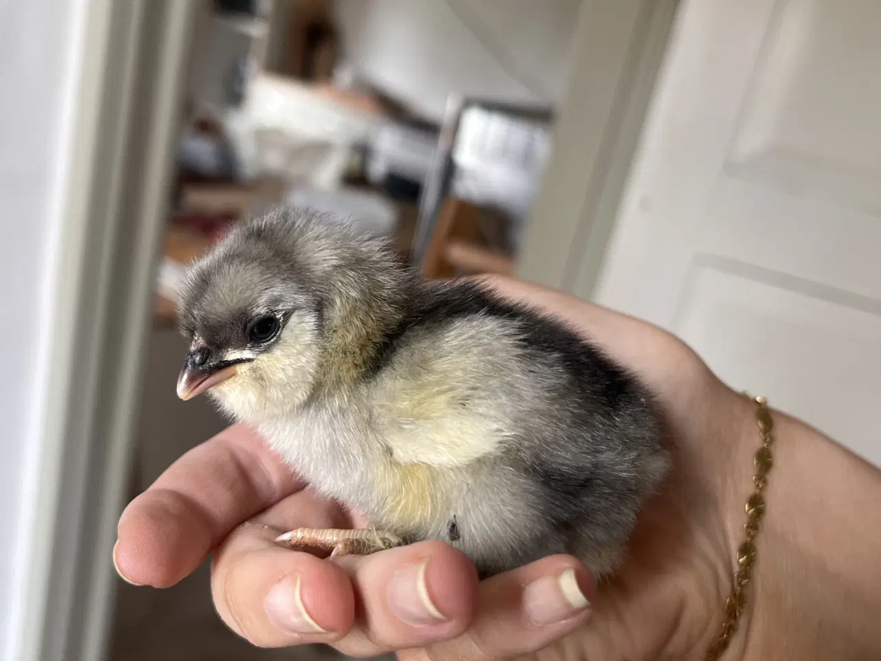 Billede 3 - Små kyllinger fra blå/grønne æg 