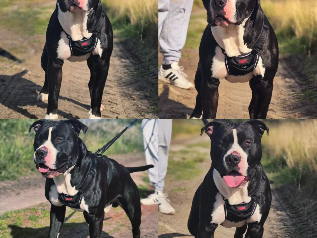 Billede 9 - Xl bully han