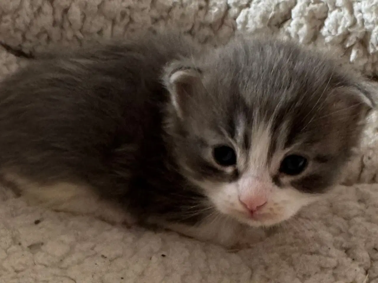Billede 5 - Maine coon blandings killinger sælges