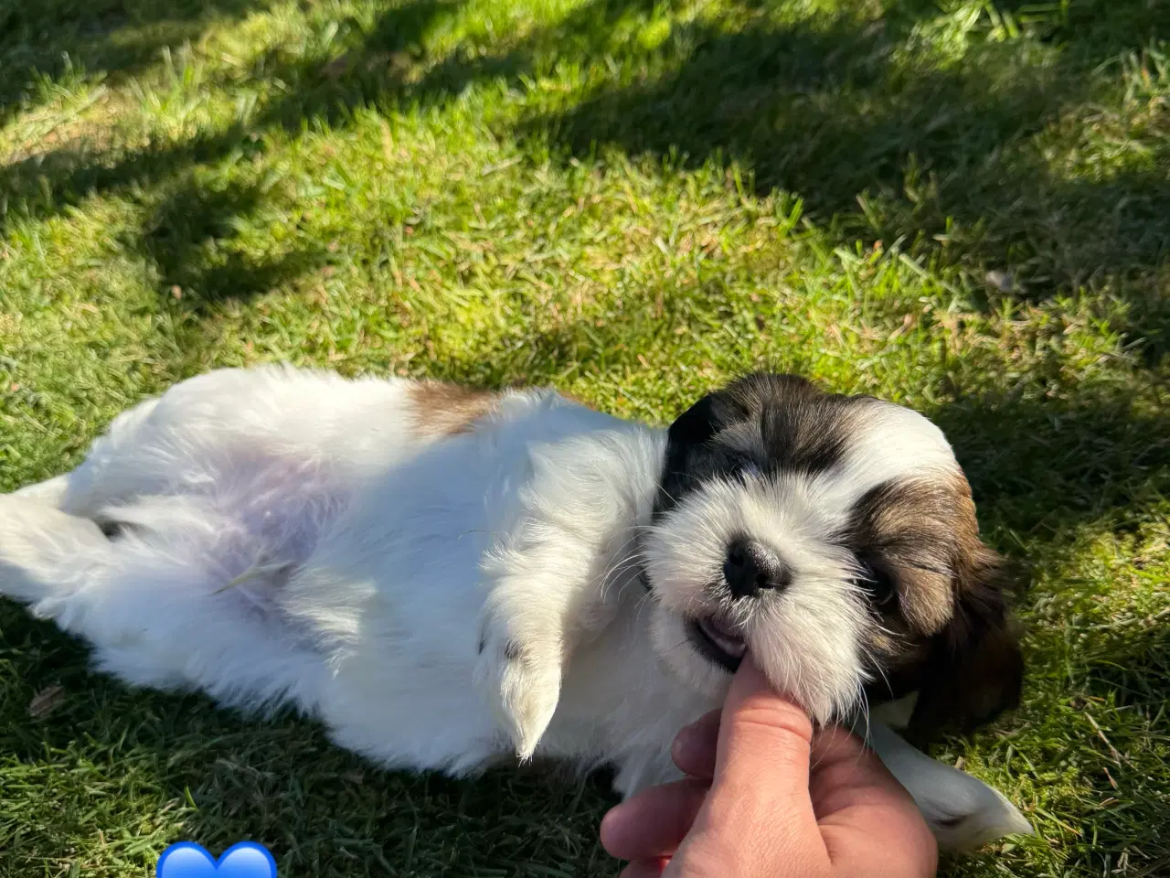 Billede 6 - Shih Tzu hundehvalpe søger nyt hjem (2 stk.)