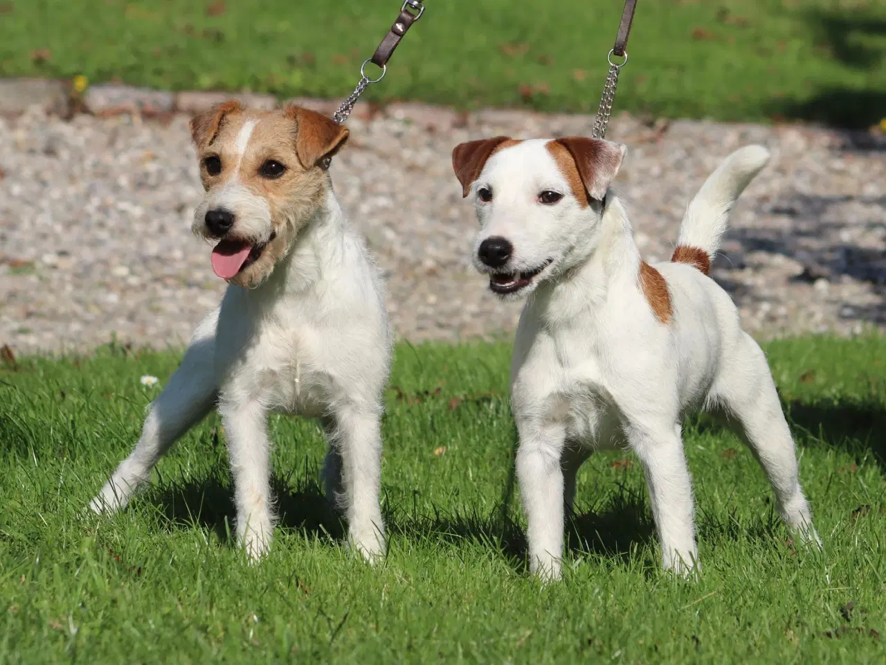 Billede 5 - Parson Jack Russell Terrier (Hvalpe 11 uger gamle)