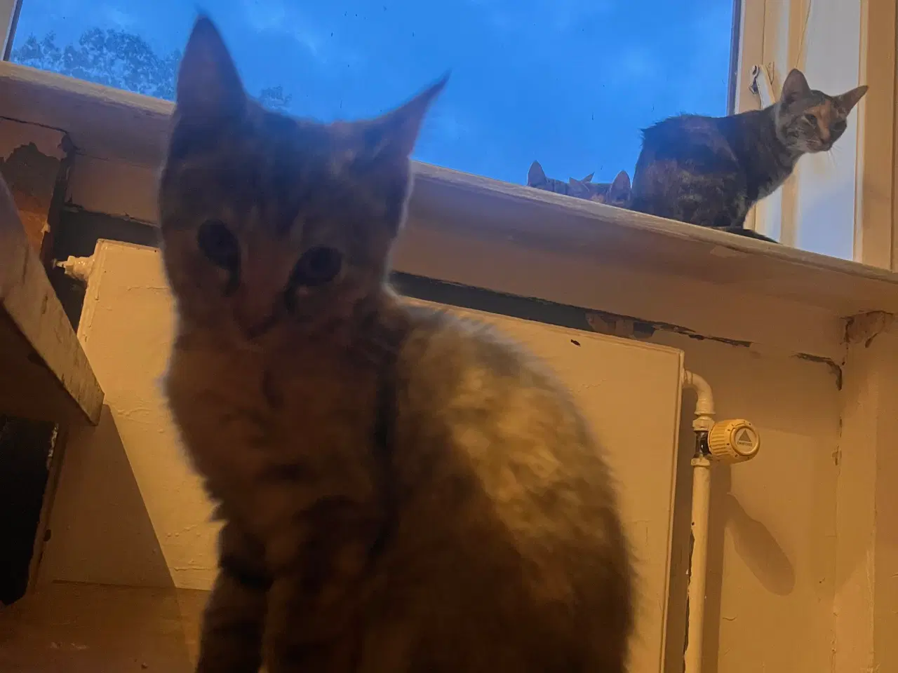 Billede 9 - 2 kuld , Indendørskillinger-afdrag muligt