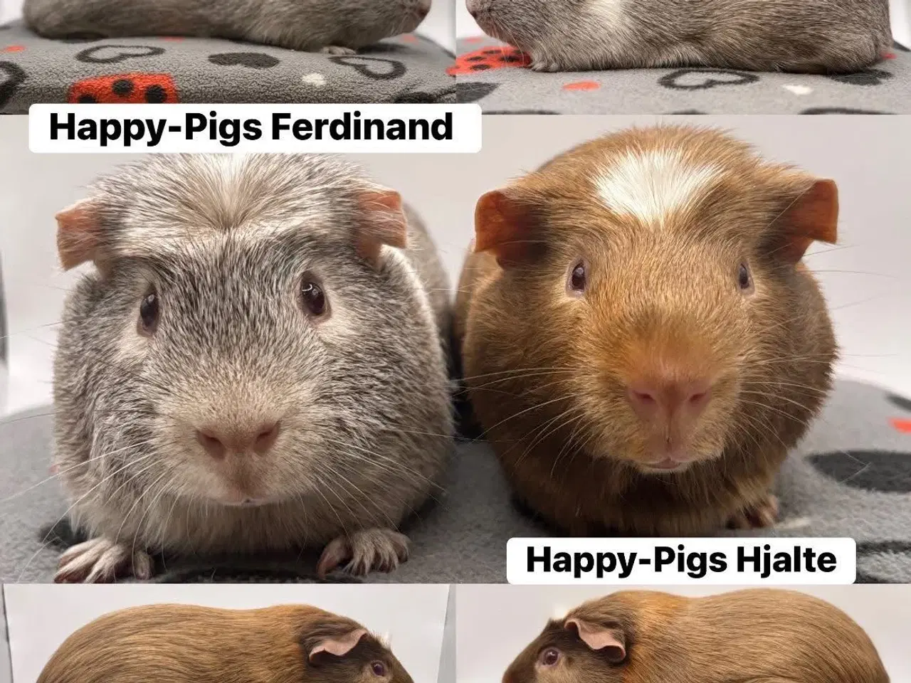 Billede 1 - Sødt marsvin han par