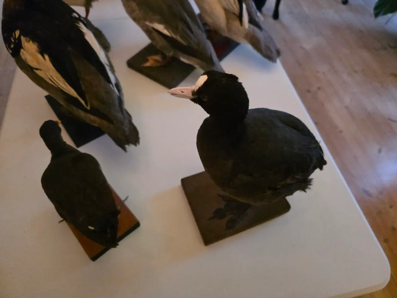 Billede 9 - Vandfugle sælges, enten samlet eller hver for sig