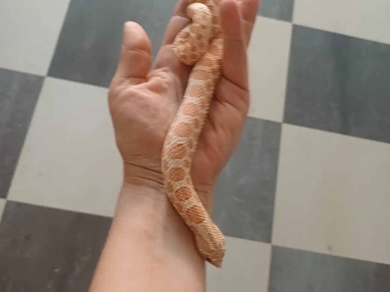 Billede 5 - Slanger sælges 