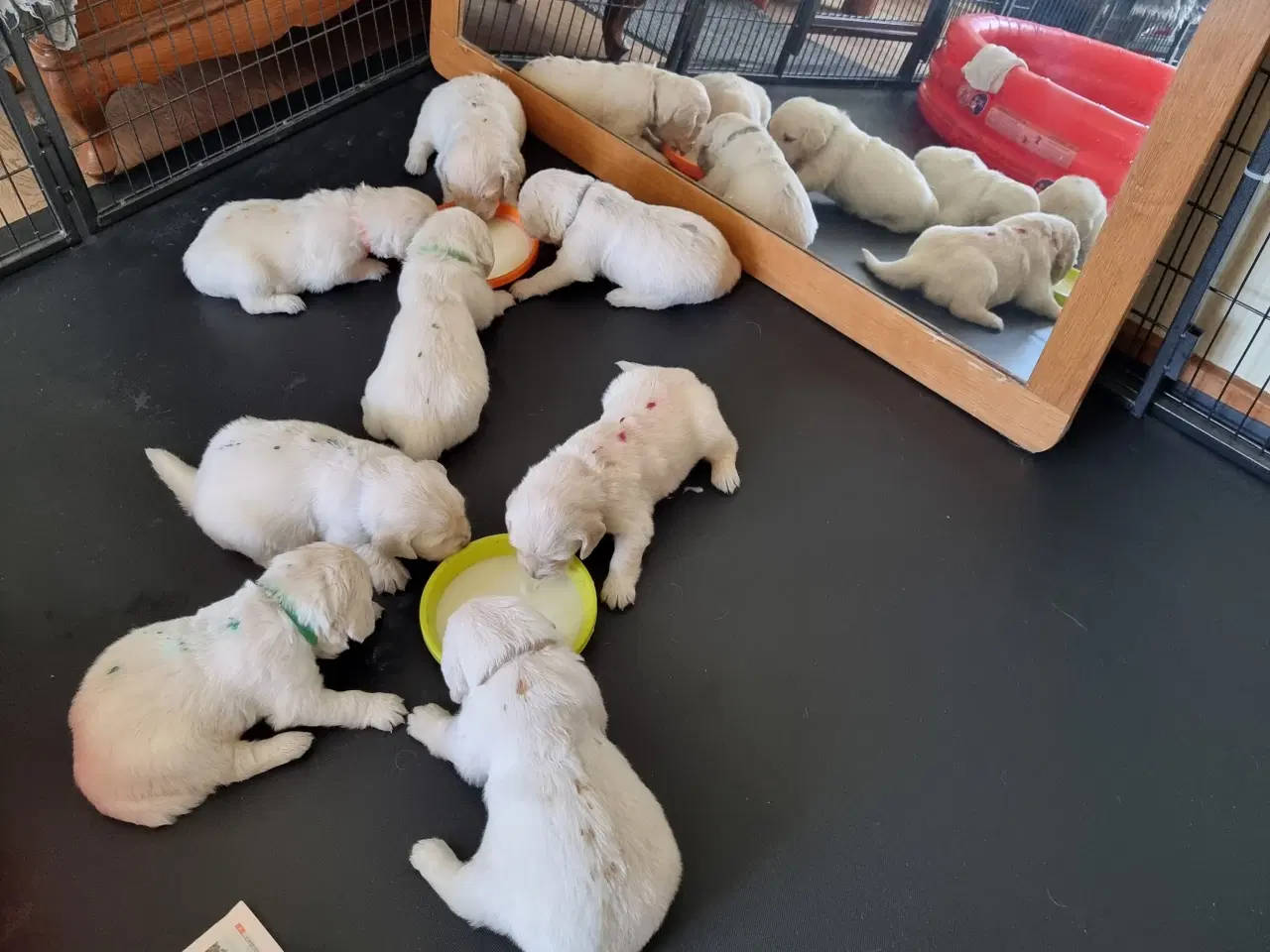 Billede 8 - GOLDEN RETRIEVER HVALPE DKK FORÆLDRE