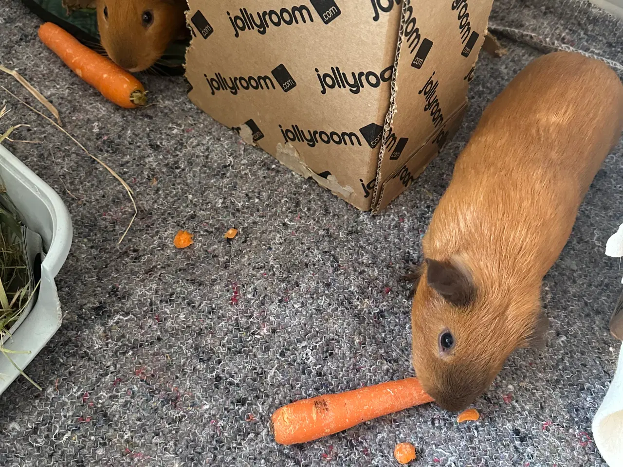 Billede 3 - To søde han marsvin søger nyt hjem