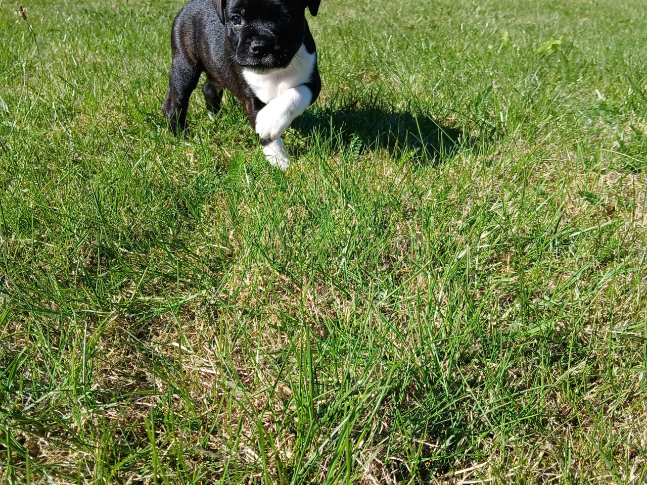 Billede 8 - Staffordshire bull terrier hvalp brindle 