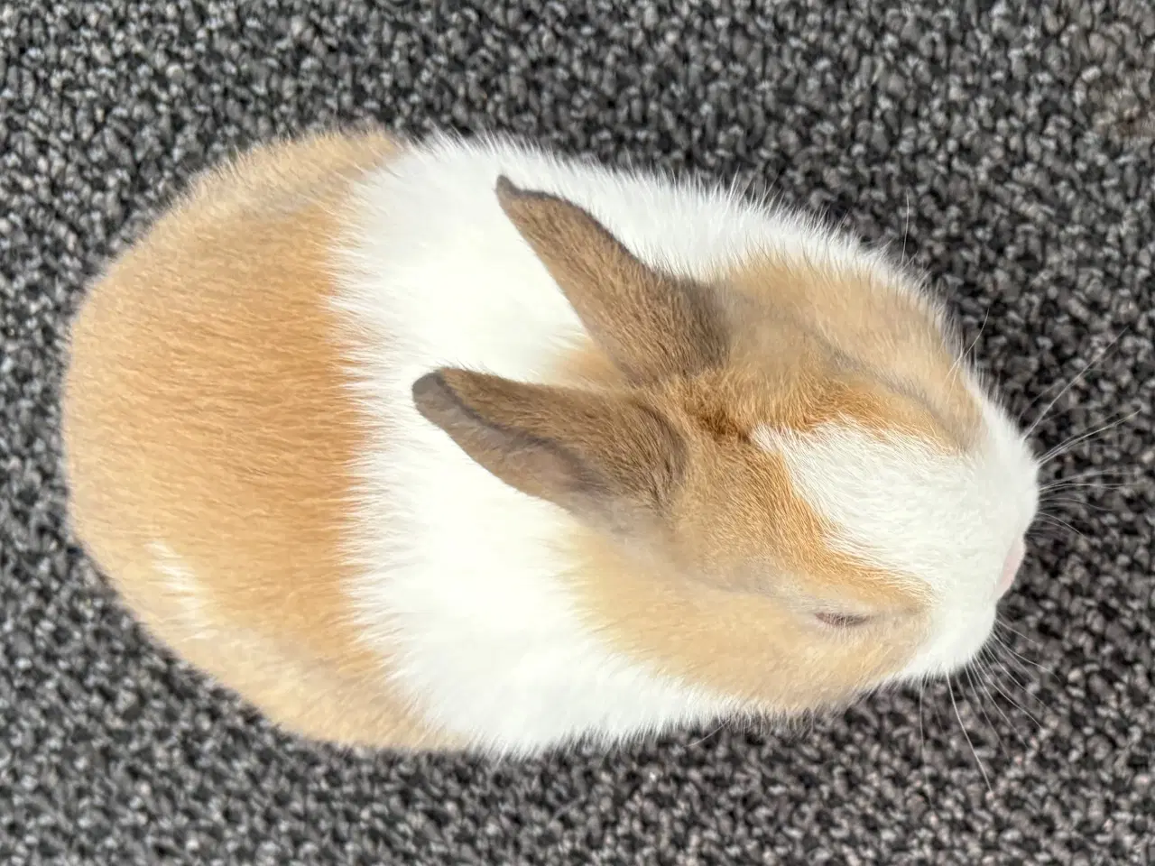 Billede 4 - HOLLÆNDER HAN MADAGASCAR