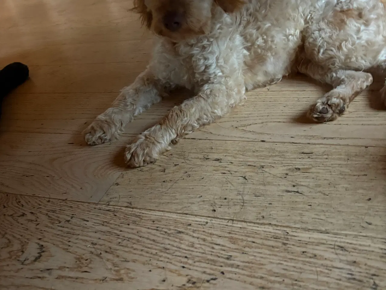 Billede 1 - Cockapoo hvalpe sælges