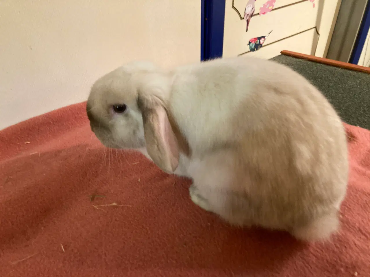 Billede 3 - Minilop Hun kanin søger nyt hjem