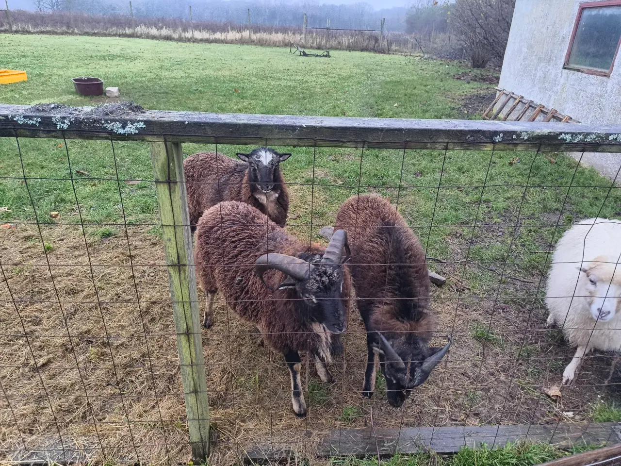 Billede 4 - Ouessant/Mouflon vædder-brødre – 8 mdr – stærke dy