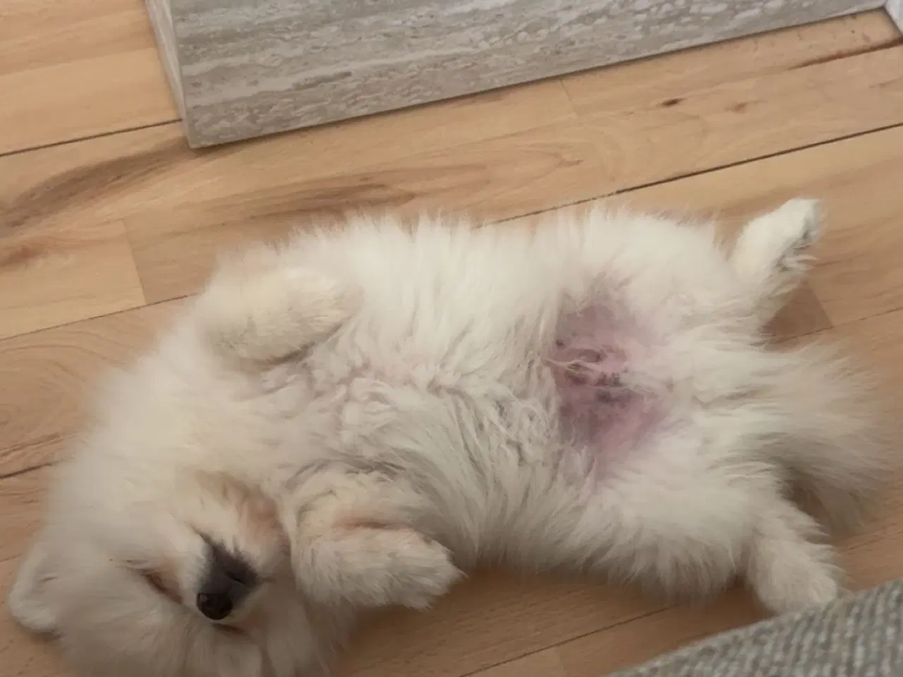 Billede 6 - Verdens sødeste Pomeranian dreng søger nyt hjem 💙