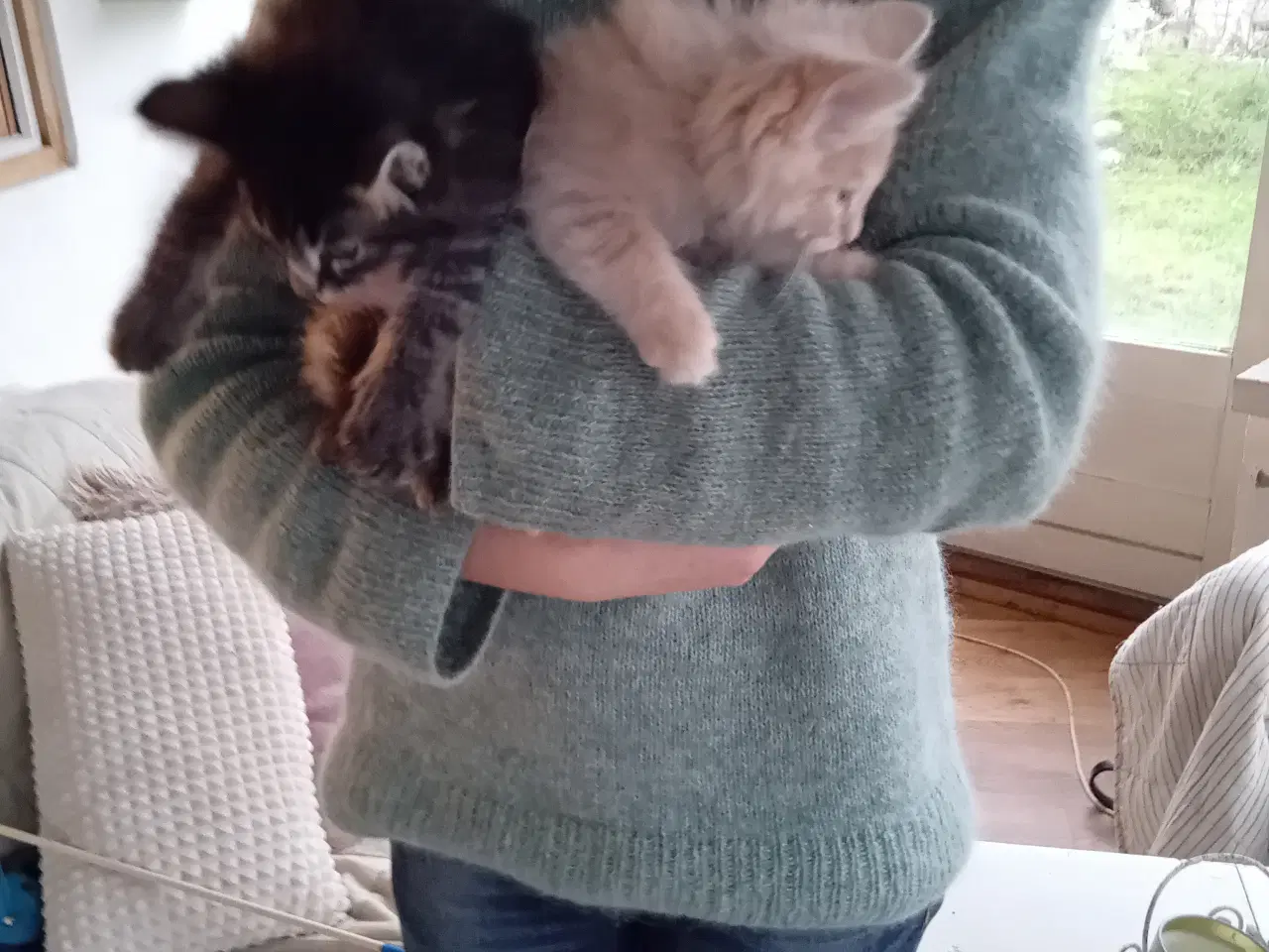 Billede 11 - Maincoon/Norsk skovkat