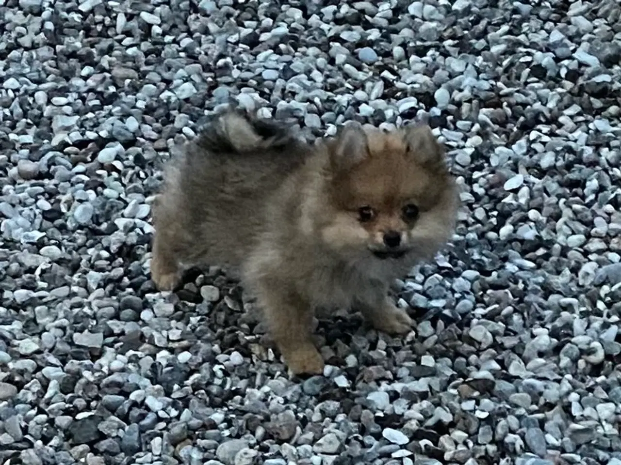 Billede 6 - Pomeranian. Super dejlig ren Pomeranian dreng.