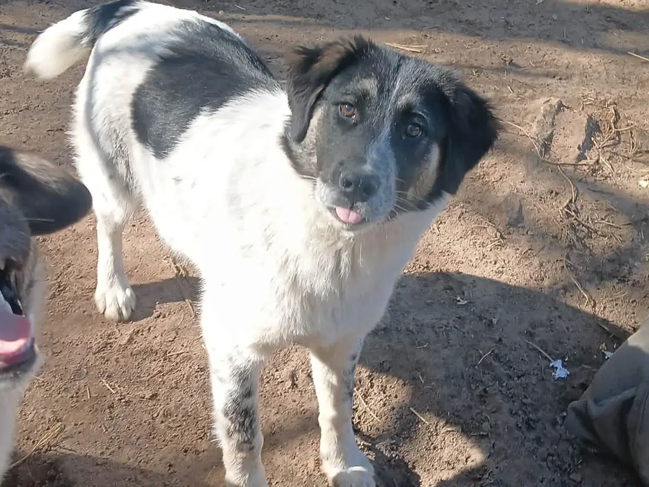 Billede 17 - Sødeste Lumos 🩷