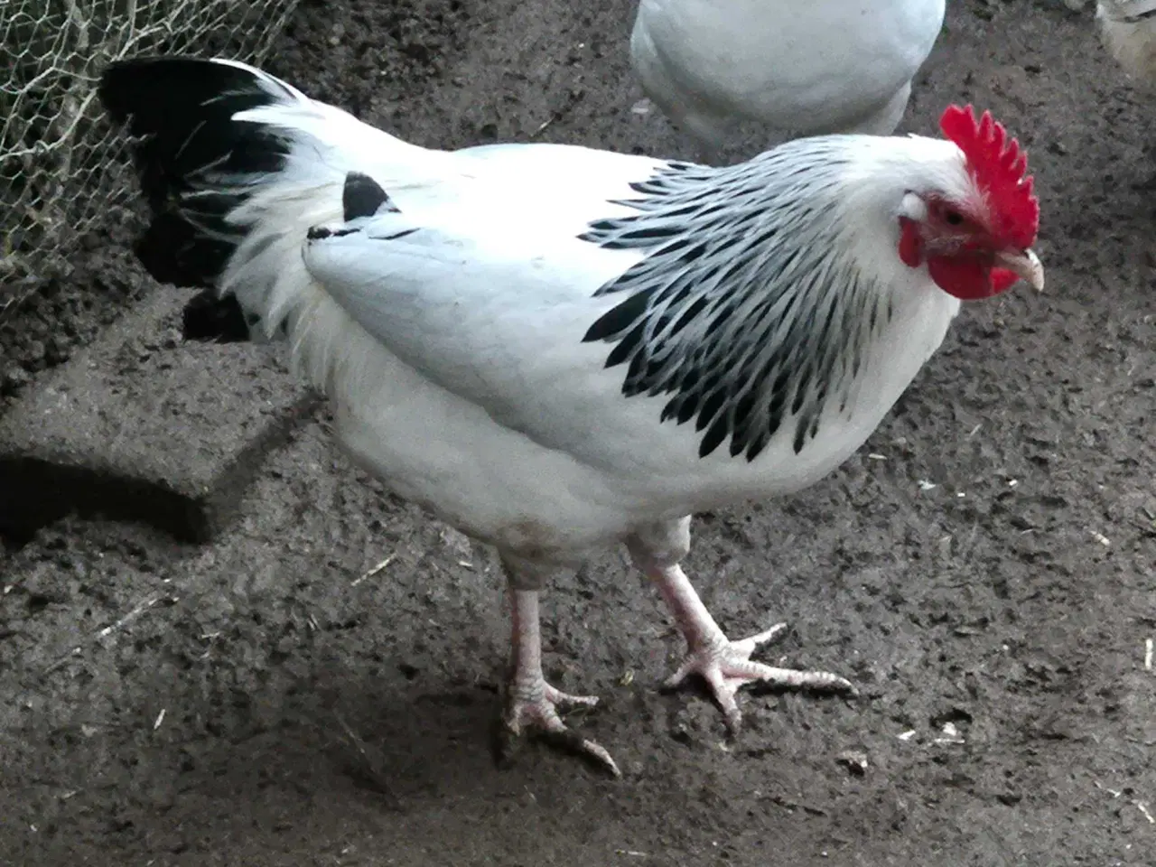 Billede 1 - Sussex sort hvid Colombia