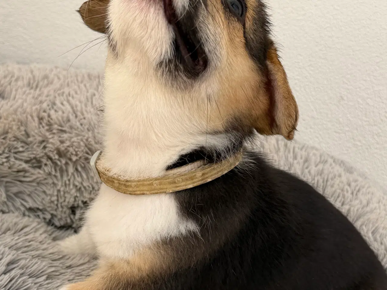 Billede 6 - Corgi Pembroke hundehvalpe