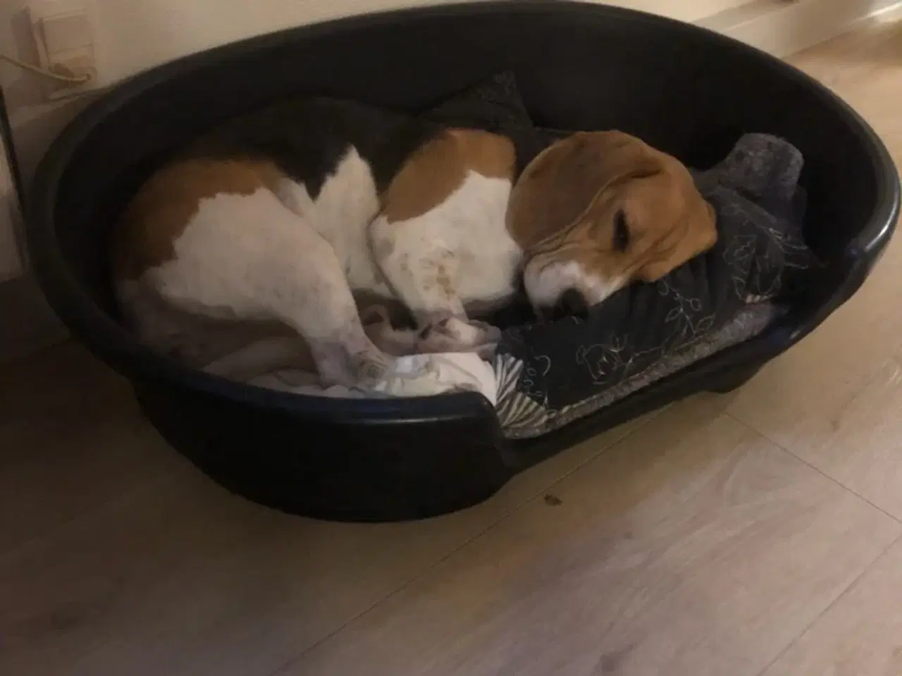 Billede 5 - søger beagle hanhund