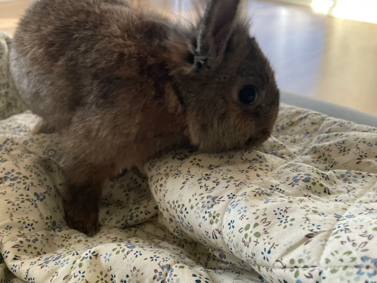 Billede 4 - Kaniner sælges