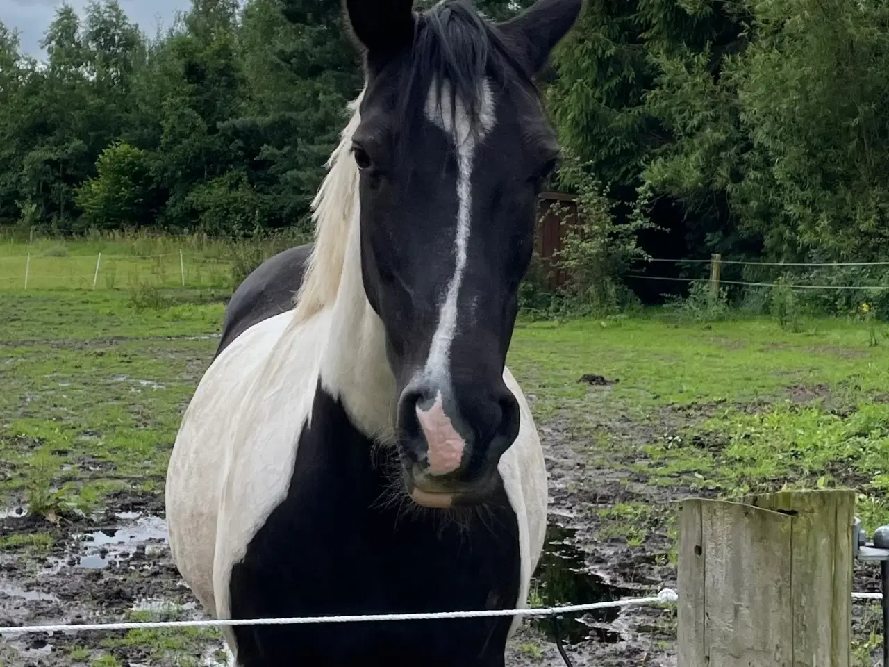 Billede 1 - Hest til salg