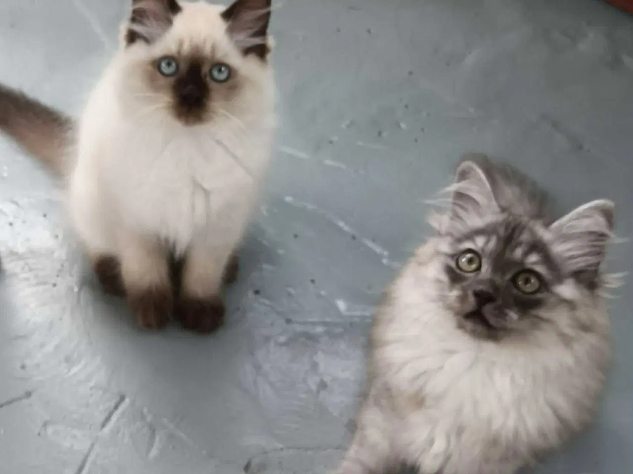 Billede 3 - Søde Ragdolls 
