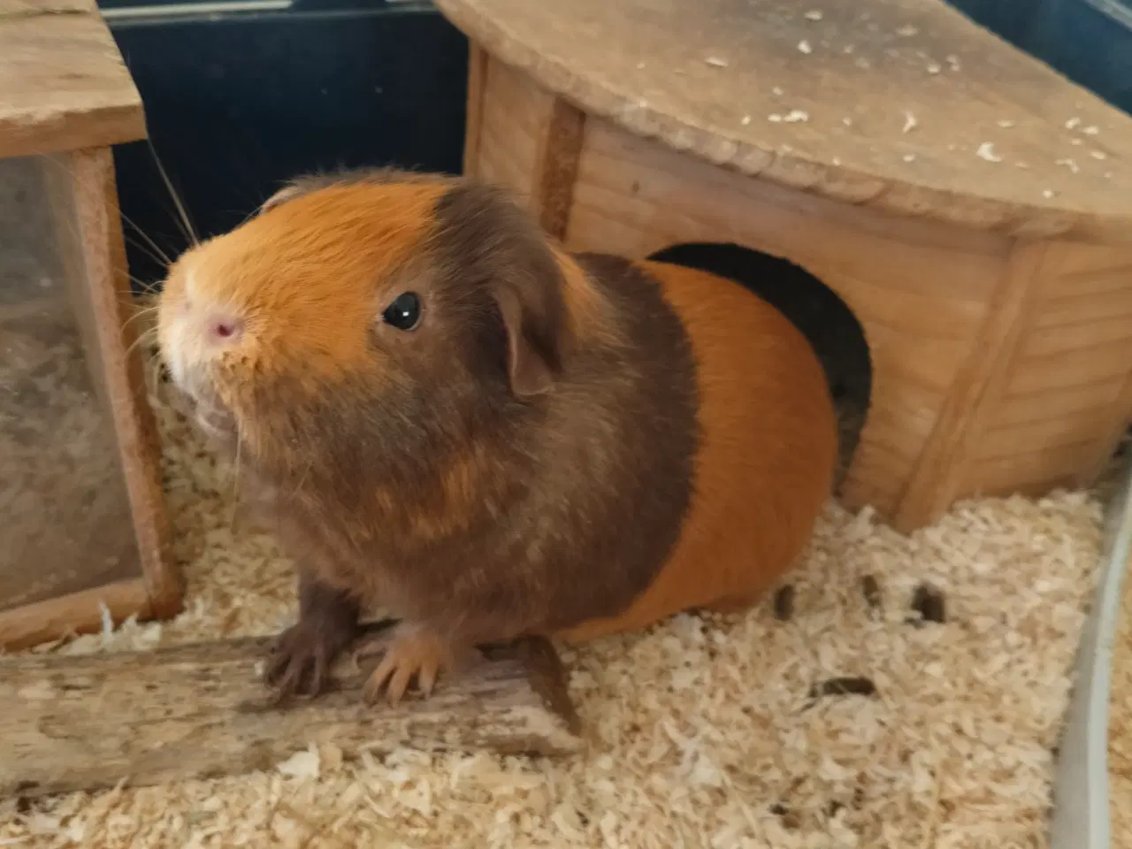 Billede 2 - To han marsvin søger nyt hjem