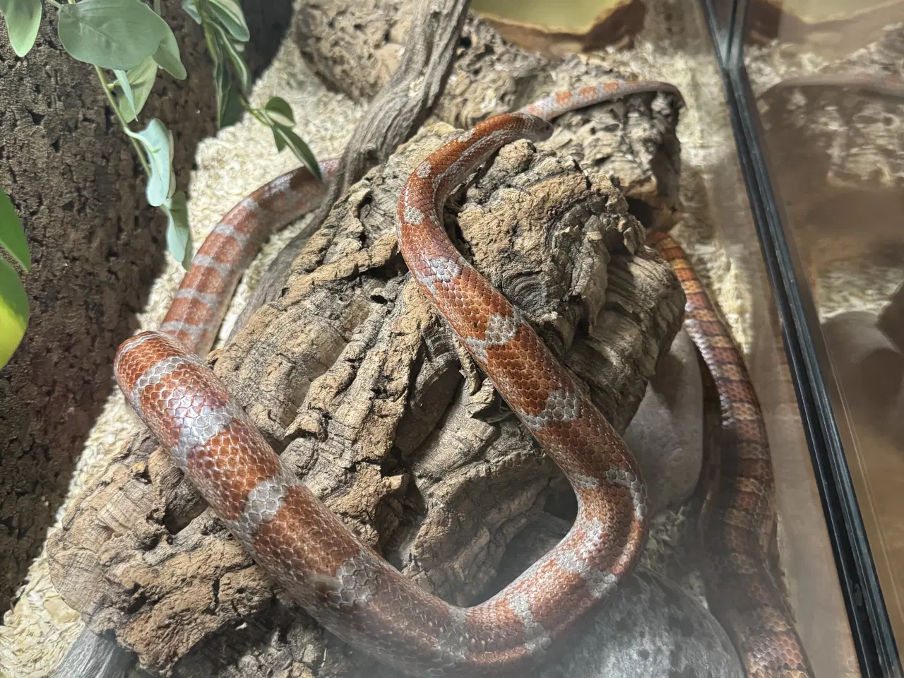 Billede 4 - Terrarie inkl indhold