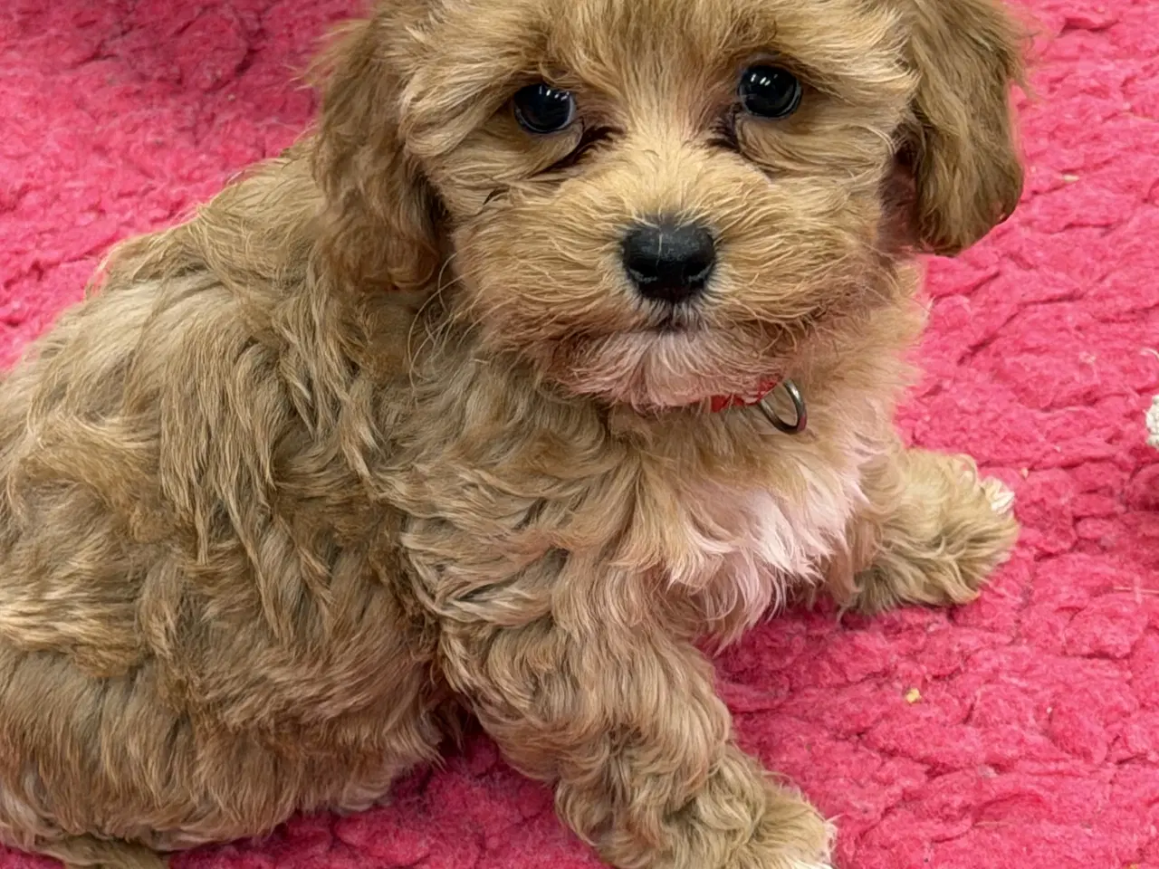 Billede 12 - 🐾✨ Skønne Maltipoo hvalpe klar mellem jul & Nytår