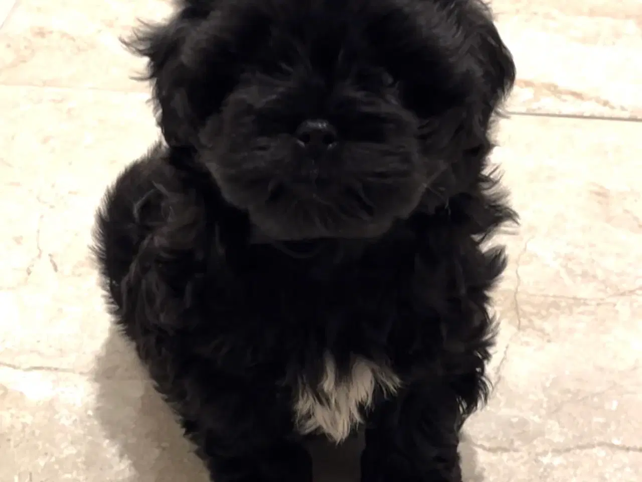 Billede 1 - SHIH-POO hvalpe 