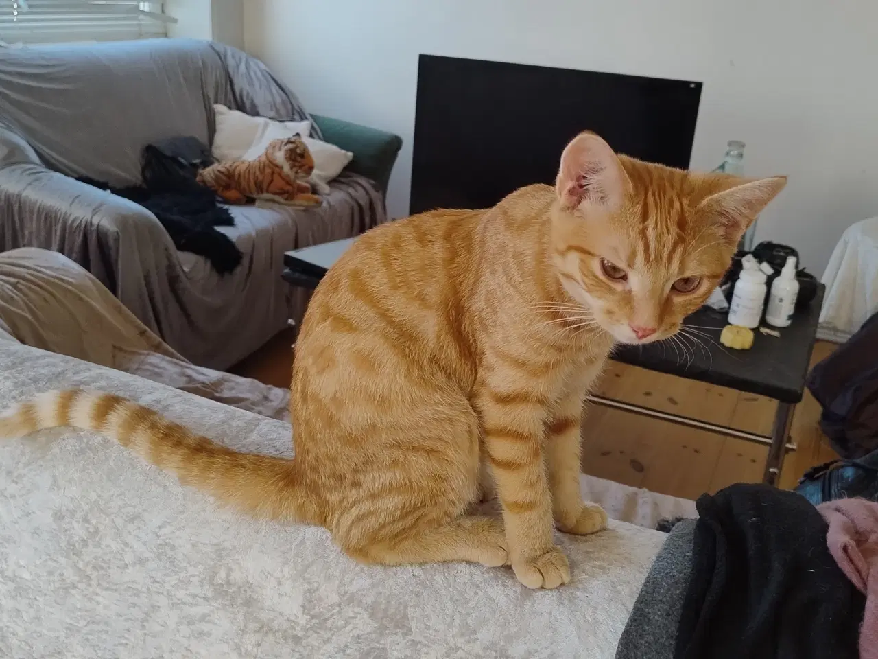 Billede 2 - Vidunderlige store orange killinger