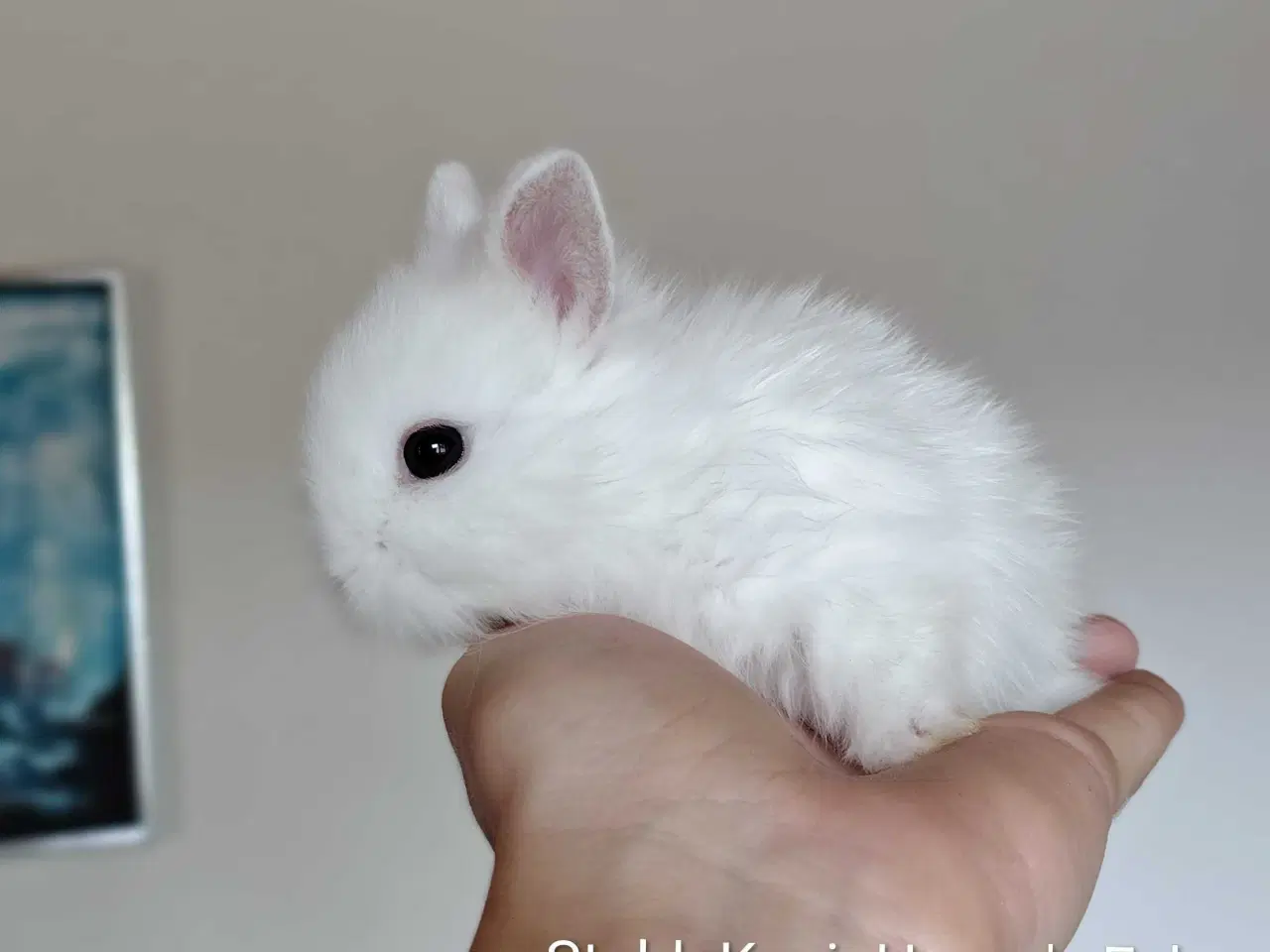 Billede 5 - Stald- KaninHaven's indendørs Fri-Kaniner 🐰
