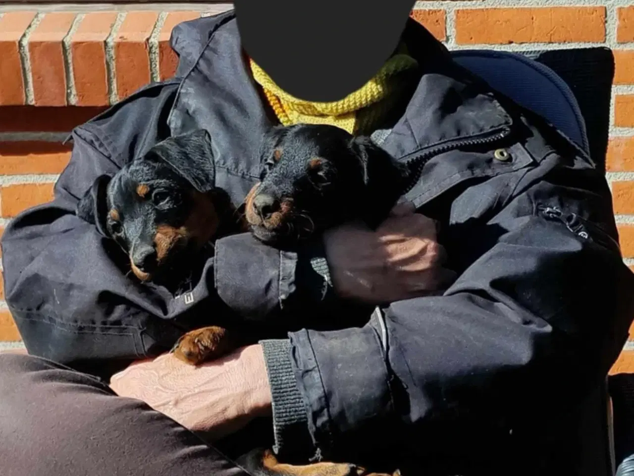 Billede 7 - Tysk jagtterrier hvalpe