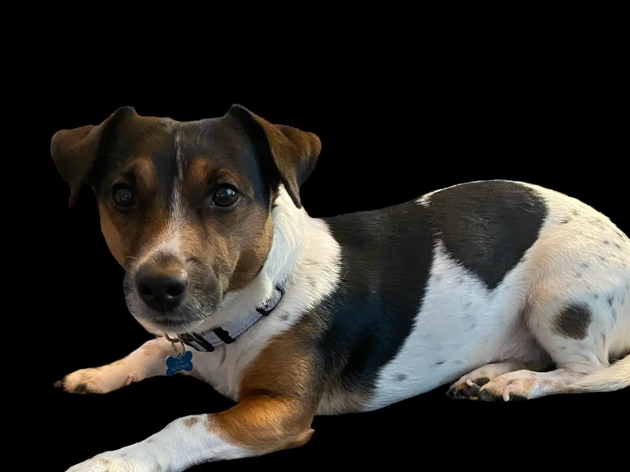 Billede 5 - Jack russel terrier