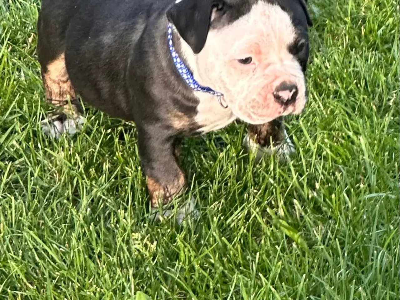Billede 8 - New english bulldog