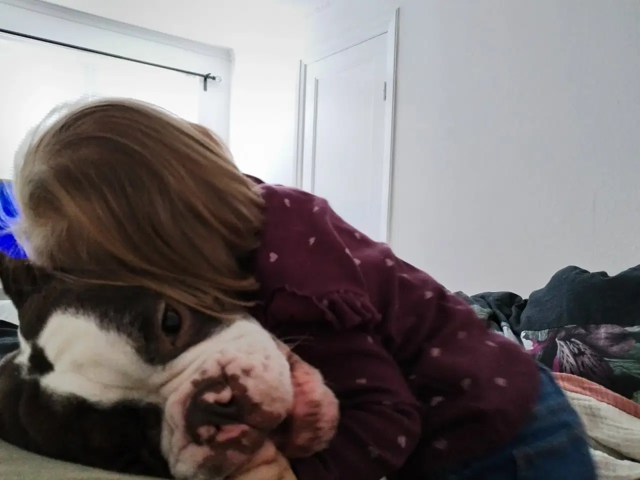 Billede 5 - Old English bulldog 