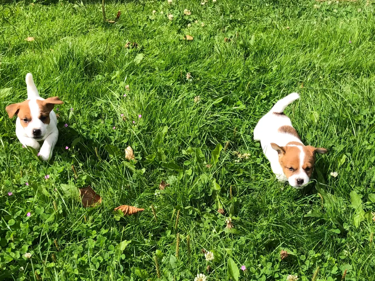 Billede 20 - Jack Russell Terrier