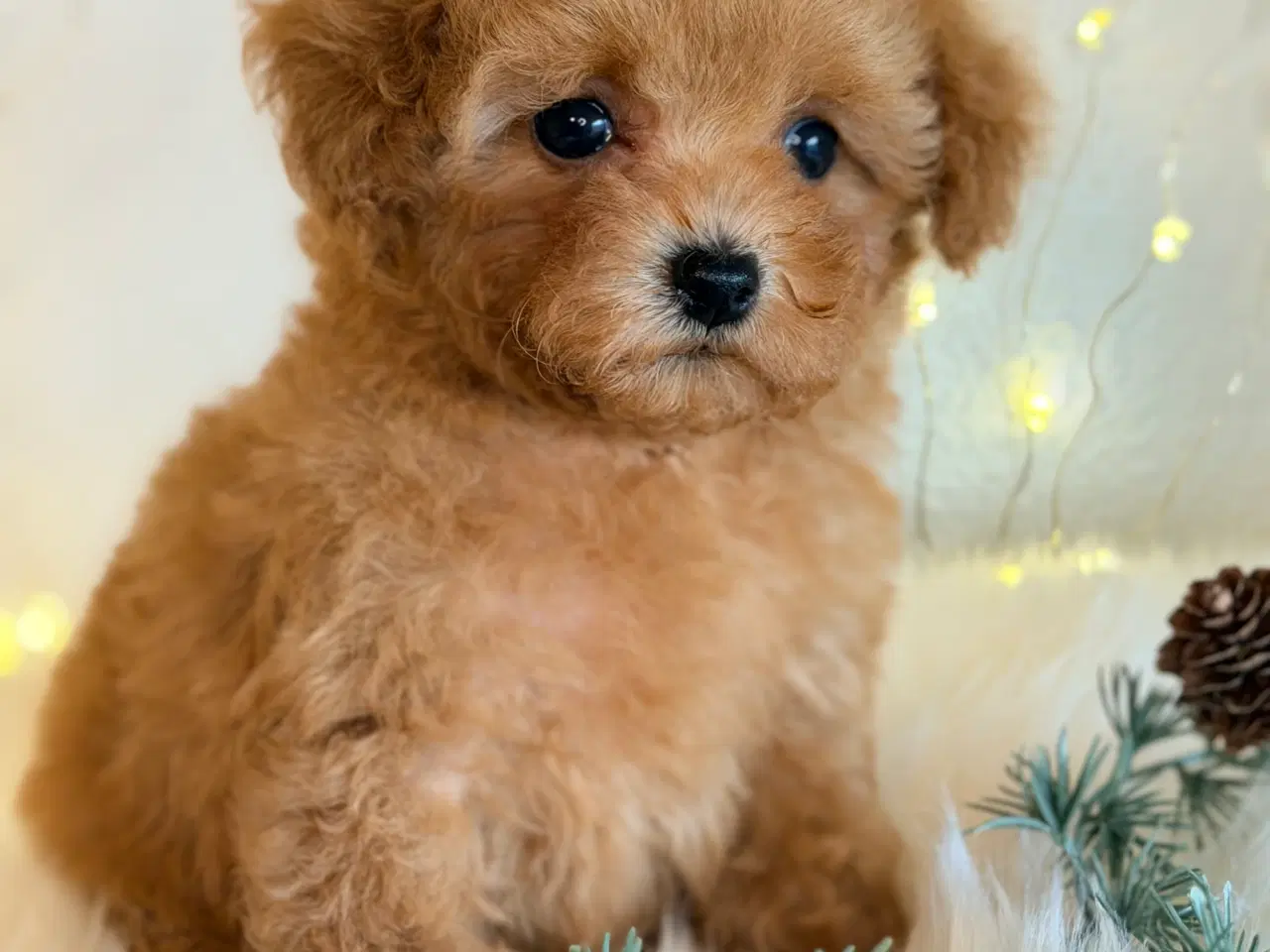 Billede 9 - Maltipoo F1B dreng