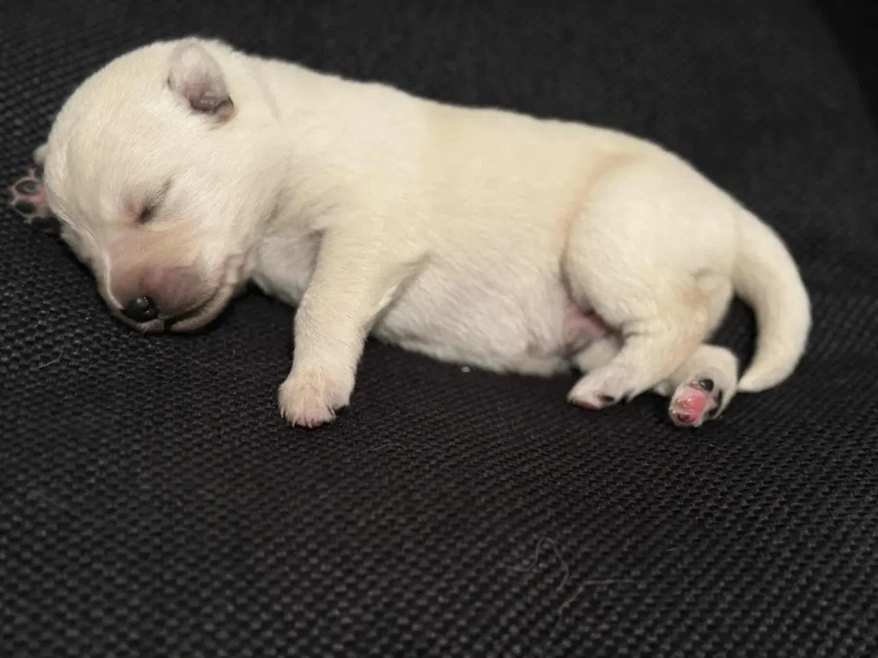 Billede 12 - Ønsker du en hund i julegave