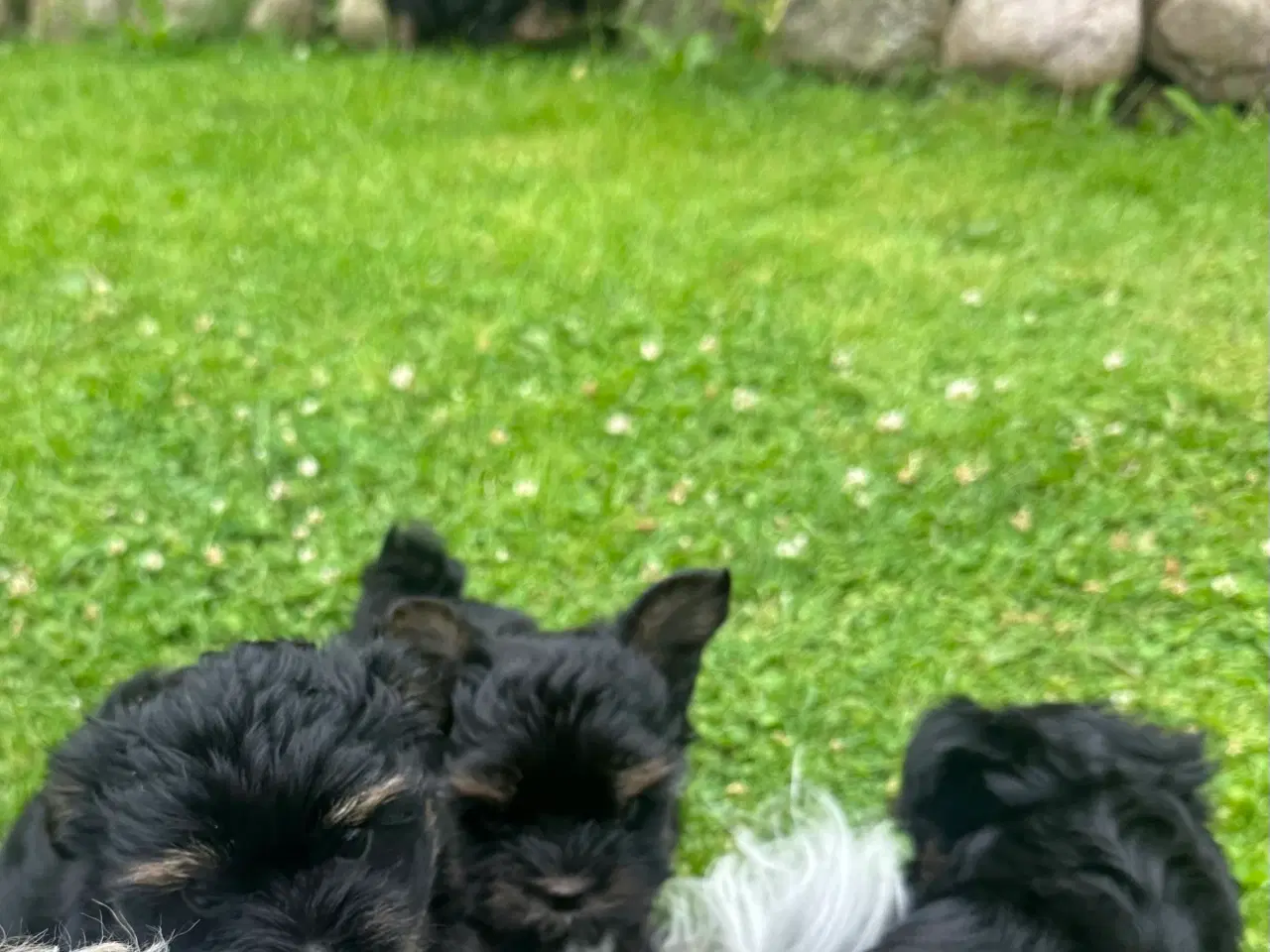Billede 7 - Yorkshire terrier mini 