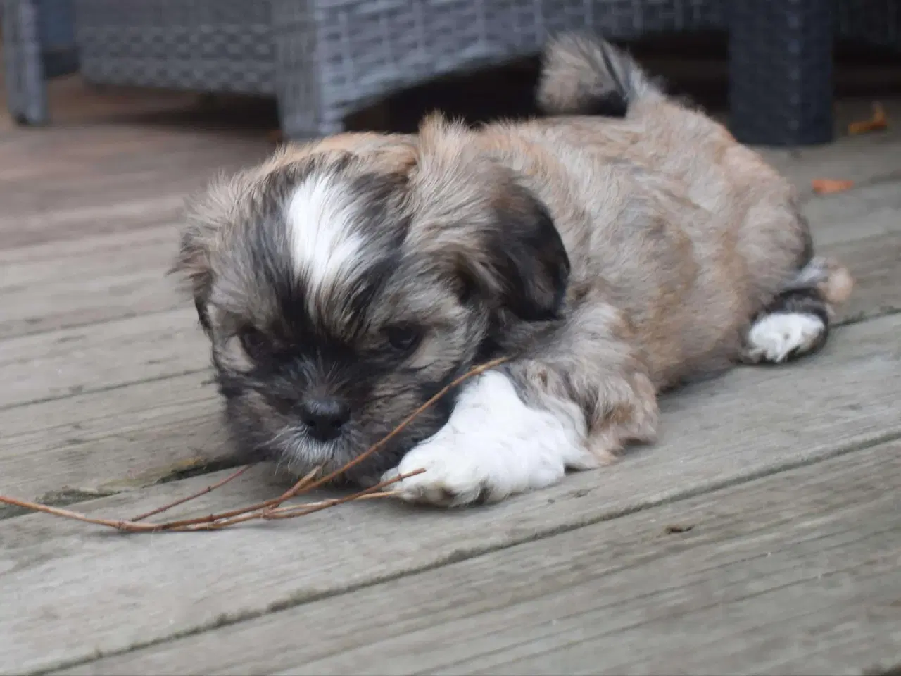 Billede 6 - Skønne Lhasa apso hvalpe 