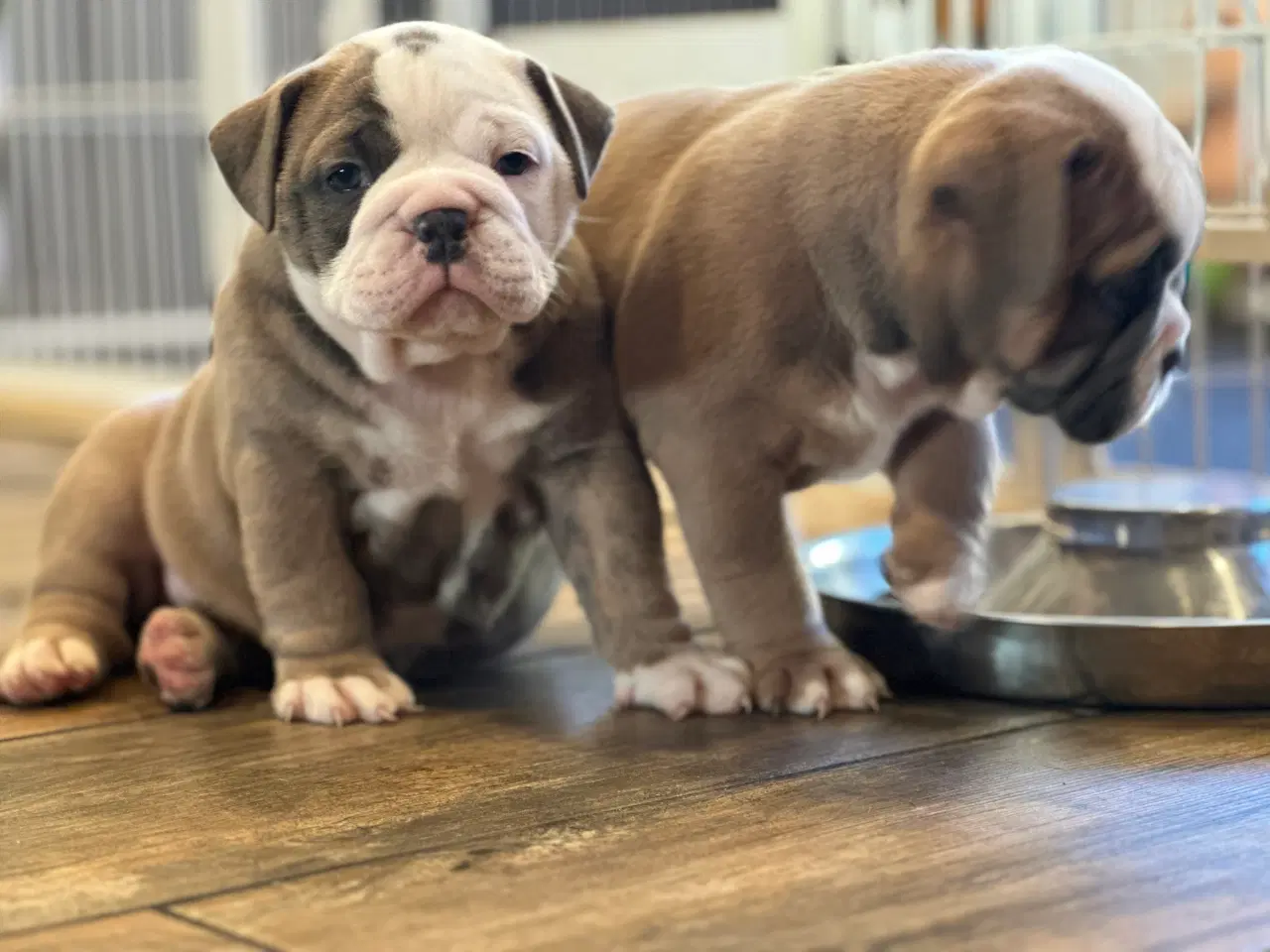 Billede 7 - Old English Bulldog 