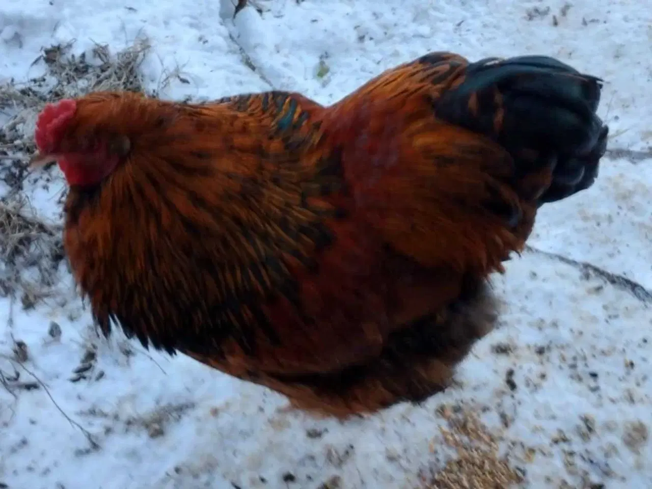 Billede 2 - Hane Brahma orpington mix 