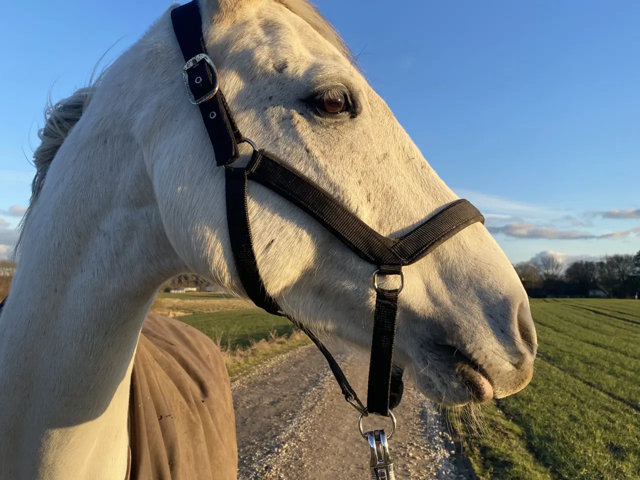 Billede 2 - Kærlig og nem chance hest