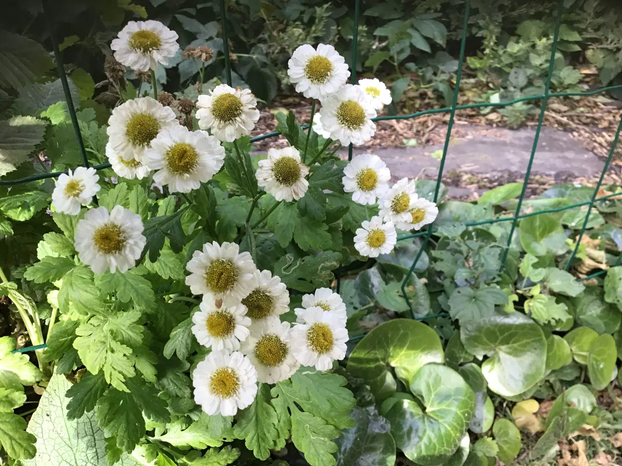 Billede 14 - Stauder, mange forskellige