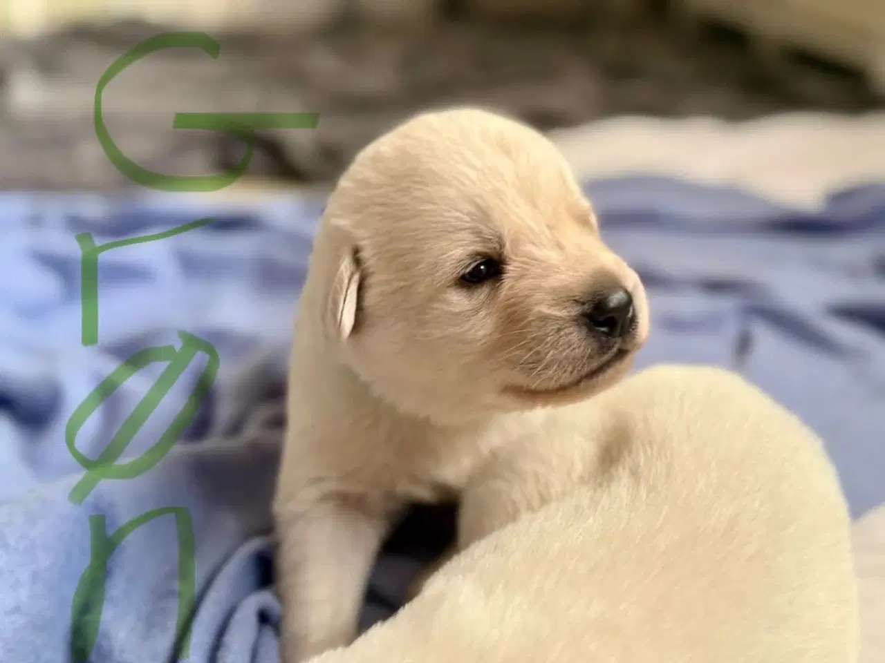 Billede 3 - Mangler du en blød julegave til familien 