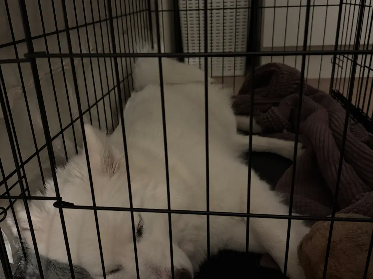 Billede 3 - Skønne, søde Nanna søger nyt hjem