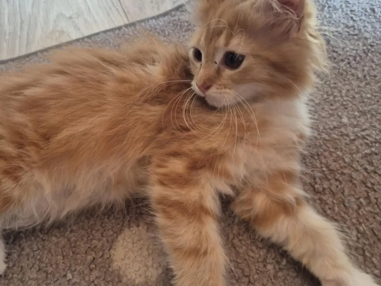 Billede 2 - Maine coon blanding 