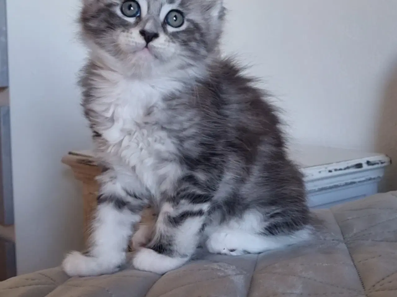 Billede 2 - Maine Coon med stamtavle 
