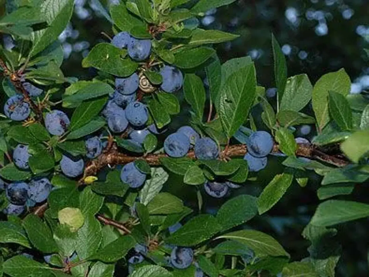 Billede 6 - Frugt træer købes